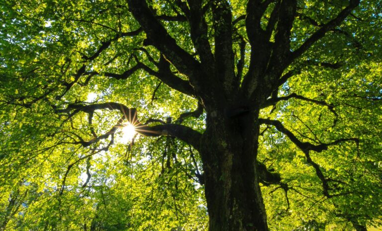 The Essential Guide to Tree Surgeons in Leicestershire and Hedge Trimming